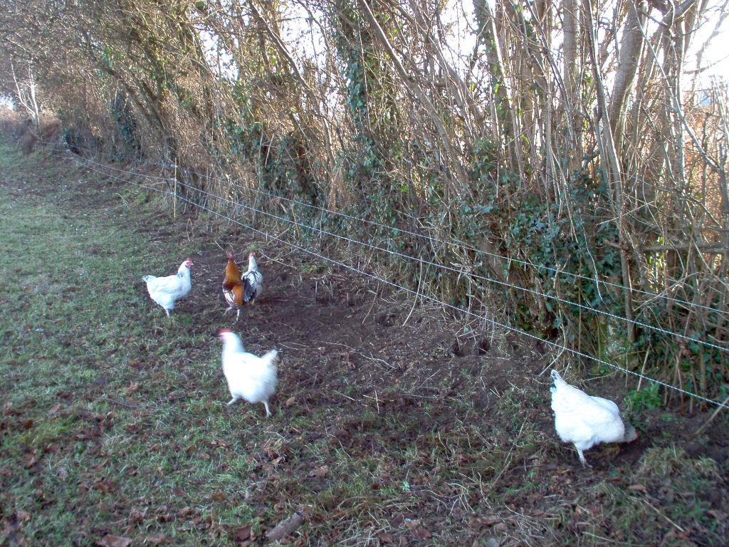 20100121 HENS FEEDING ON HEDGEROWS.jpg